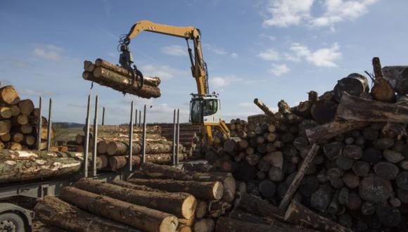 Si bien la madera es la mayor fuente de biomasa, también puede provenir de otra materia orgánica, como desechos de cultivos o incluso basura.