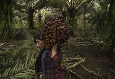 El futuro del aceite de palma podría estar en América Latina