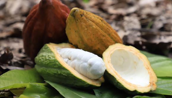 Cacao de amazonas. (Foto: Difusión)