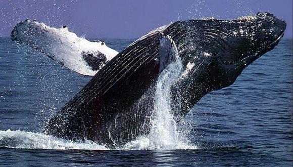 Las ballenas consumen diariamente hasta un 4% de su enorme peso corporal en krill y plancton que, en el caso de la ballena azul, supone casi 2,000 kilos.