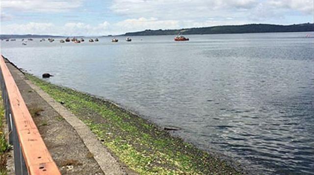 En Quellón, ciudadanos comenzaron a registrar el movimiento del mar. Si bien la Onemi de Chile descartó la llegada del tsunami a las costas de esa localidad, de igual forma advirtió que las personas debían, de igual manera, evacuar el borde costero por pr
