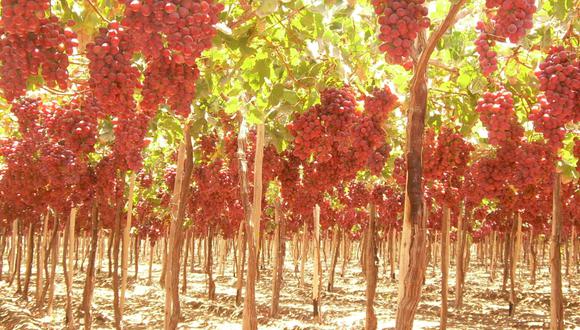 Las hectáreas de uva Red Globe se van reduciendo cada año. (Foto: difusión)
