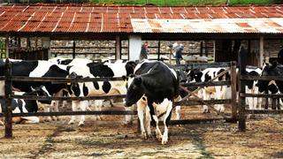 Ganaderos advierten que bloqueo de carreteras los obligará a botar leche al río