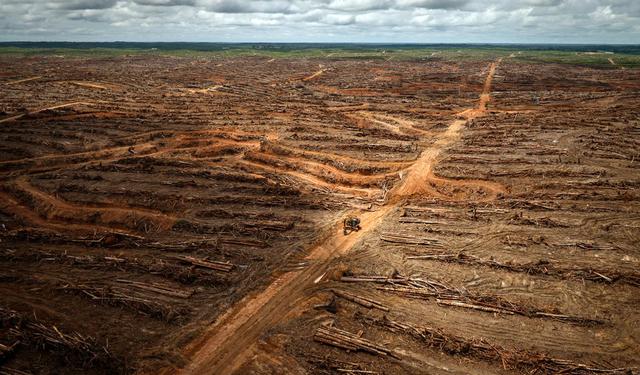 Indonesia ha perdido la cuarta parte de sus bosques en los últimos 25 años. La deforestación, provocada comúnmente a través de la quema de la selva, colocaron la pasada década a a Indonesia como el tercer país emisor en gases de efecto invernadero del mundo. (Foto: Greenpeace)