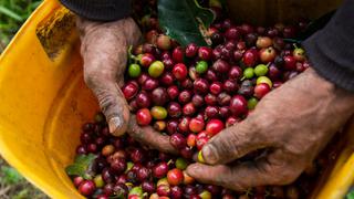 Café por coca, la esperanza de un grupo de campesinos en centro de Colombia