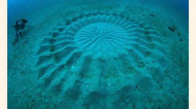 Un Pez Decorador,los extraños círculos que aparecieron en la arena en el fondo de las aguas japonesas despertaron controversias en 1995. Finalmente, en 2012, investigadores japoneses fueron capaces de resolver el misterio, mediante cámaras submarinas. El 