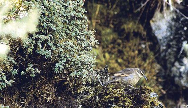 FOTO 9 | Churrete real: Vive en los queñuales húmedos cerca de Machu Picchu, en Cusco, y debido a la reducción de los bosques se encuentra en peligro de extinción.