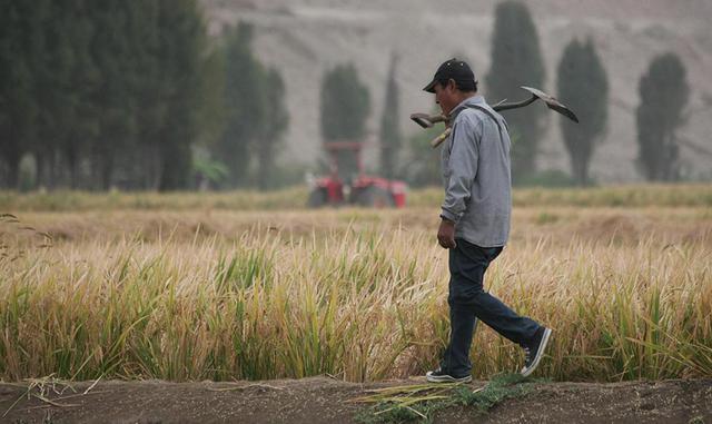 El valor de producción de este cereal en el 2016, a precios del 2007, ascendió a S/ 2'581,196, el cual representó en 8% del Valor Bruto de la Producción (VBP) agropecuario y 13.4% del VBP agrícola. De esta forma, el arroz se convierte en el cultivo m