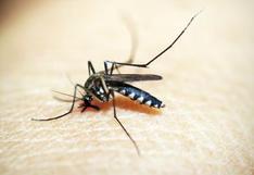 Brote de dengue en Perú: ¿Qué dice la OMS sobre esta enfermedad?