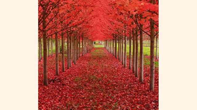 FOTO 10 | Árboles de robles, Tunnel, en Oregon.