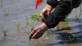 China dará US$ 3,100 millones en subsidios a agricultores en medio de alza de costos