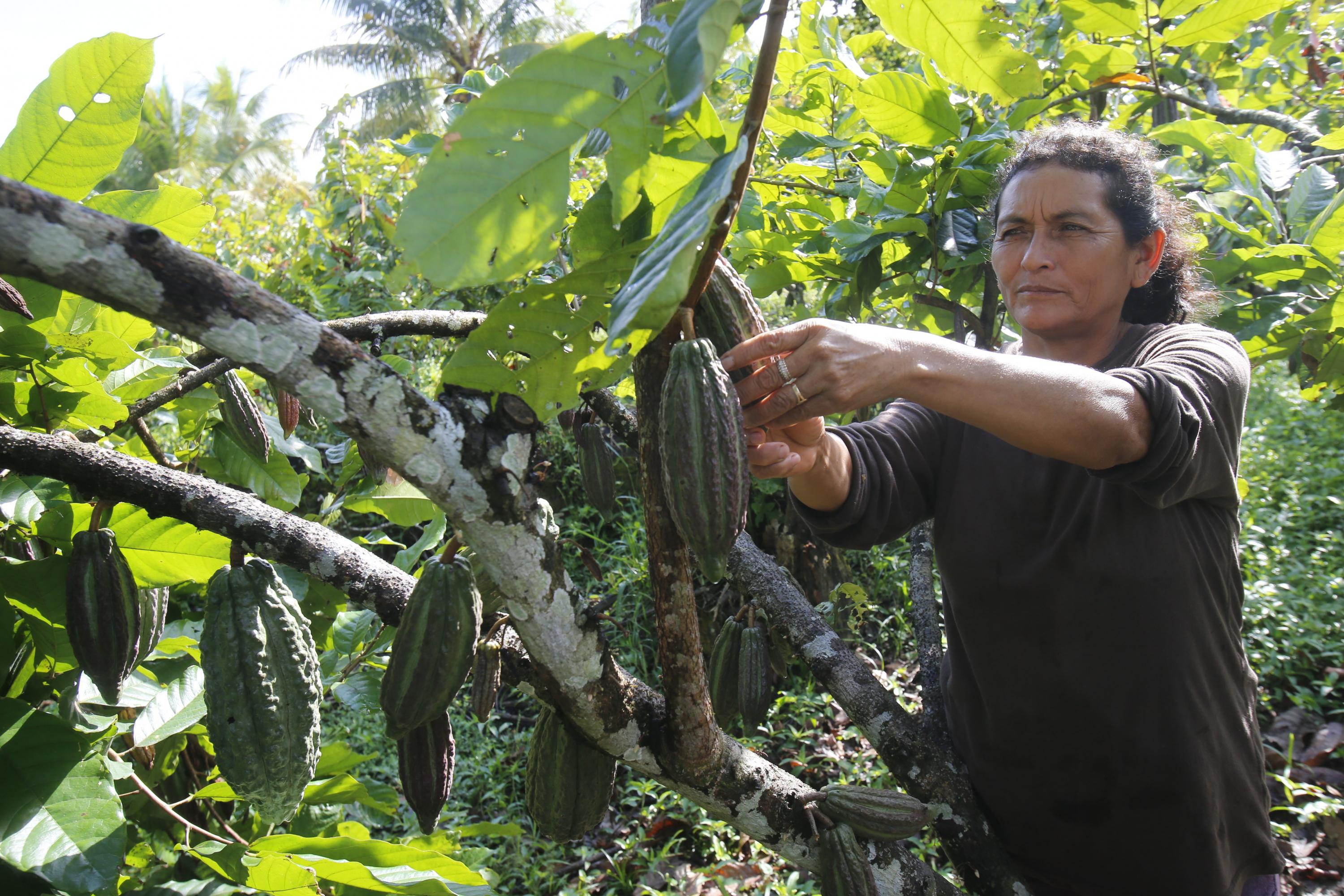 El programa contra la mosca de la fruta es impulsado por el Senasa. (Foto: GEC)