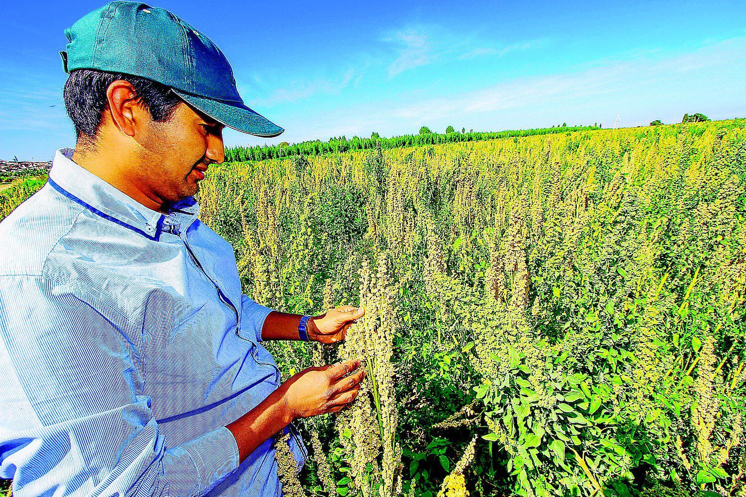 Conveagro pidió también que Agrobanco, junto a entidades bancarias y microfinancieras, otorgue facilidades como la reprogramación de deudas agrarias. (Foto: Referencial)