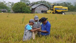 Abastecimiento de arroz está asegurado en el mercado local, afirma Minagri