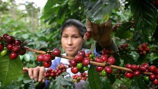 Cafetaleros en Perú ingresan a su segundo año de buenos precios apuntando al mercado chino