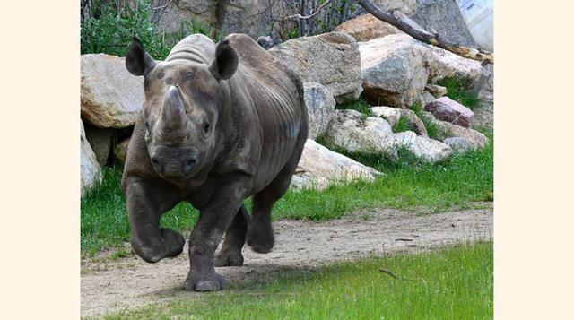 Cheyenne Mountain Zoo, Colorado Springs, Colorado. “Una experiencia maravillosa!”