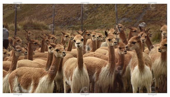 El Chaccu de vicuñas: actividad cultural y económica que busca proteger a este animal (Foto: Difusión)