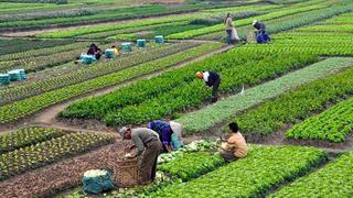 ¿Cómo se explica el bajo desarrollo económico de algunos agricultores?