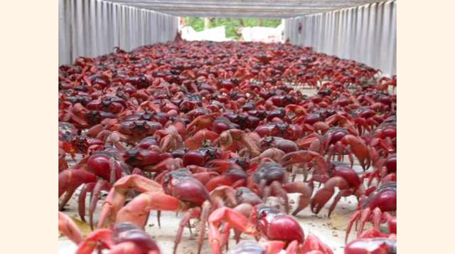 ISLA DE NAVIDAD. Ésta es aún más extraña que la isla de las serpientes o la de los gatos y podríamos llamarla la Isla de los Cangrejos. Cada año, esta isla australiana es invadida por millones de cangrejos rojos, pues migran desde el bosque hasta el mar p