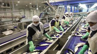 Empresa de harina de pescado TASA espera que captura de anchoveta se normalice en el 2016