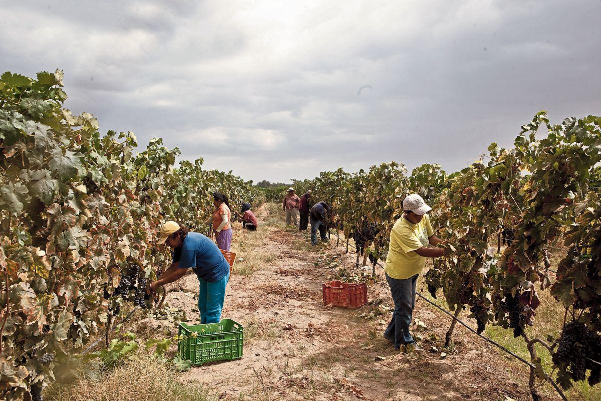 "Tanto las evaluaciones externas como la del propio Ministerio (de Agricultura y Riego) encuentran una enorme afectación al sector agropecuario", dijo el gobierno. (Foto: GEC)