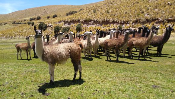 Esta iniciativa fue impulsada por la Estación Experimental Agraria Illpa del INIA en Puno. (Foto: Difusión)