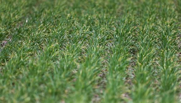 Syngenta Seedcare se convertirá en el distribuidor exclusivo de comercialización de las soluciones de tratamiento biológico de semillas de Bioceres a nivel mundial. Foto: Reuters