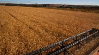 EE.UU. dice que reportes de que Rusia roba trigo de Ucrania son creíbles