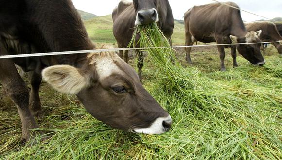 La siembre de pastos mejorados a nivel nacional ha beneficiado a más de 52 mil productores ubicados en zonas vulnerables, porque se ha garantizado forraje para el ganado ante las bajas temperaturas (Foto: Andina).