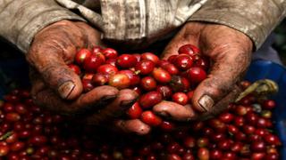 Producción colombiana de café baja 7% en junio por fenómeno de El Niño