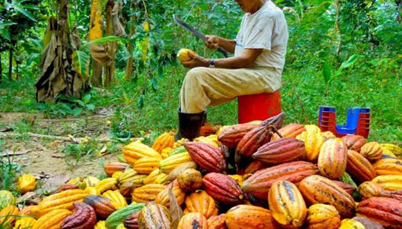 El cacao peruano no fue ajeno a los problemas logísticos por el alza de precios en los fletes marítimos ante la crisis que ocasionó la pandemia del COVID-19.  (Foto: Andina)