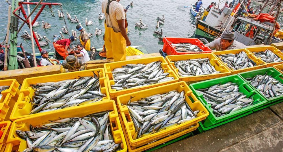 Fishing to recover 30% in 2024 after two negative years |  Fisheries Department |  Macroconsult |  economy