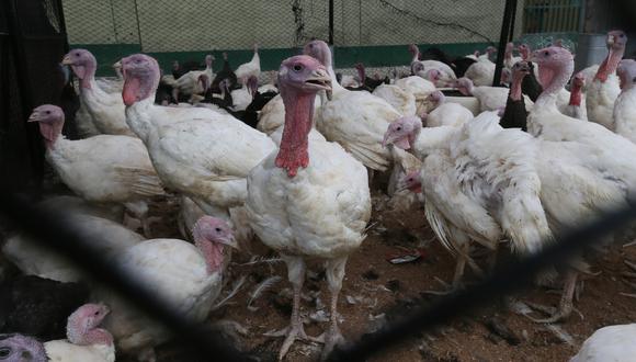Senasa aprueban vacunación contra la gripe aviar en pavos de engorde. (Foto: GEC)