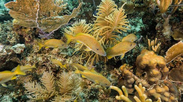 7. Reducir el equipo cuando sea necesarioEn aguas menos profundas, o cerca de vida marina más compacta como el tiburón ballena o las tortugas, Lowy señala que no quiere llevar una extensión aparte para iluminación, en lugar de eso prefiere una cámara de a