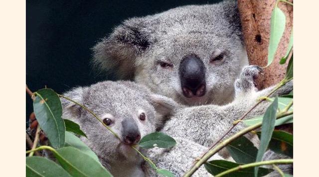 Australia Zoo,  Beerwah, Australia. “Buenísimo para ver fauna Australian y recordar a Steve Irwin y su familia.”