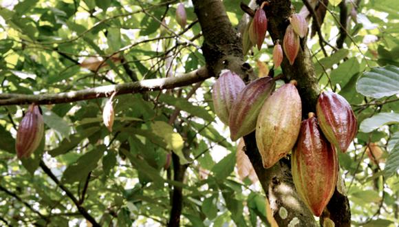 Perú es el octavo productor y exportador de cacao a nivel mundial, la producción de granos es cada vez más selectiva. (Foto: GEC)