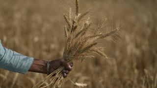 Exportaciones ucranianas de granos caen 38.6% en inicio de temporada 2022/23
