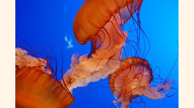 Vancouver Aquarium, Vancouver, Columbia Británica. “Gran excursión familiar”