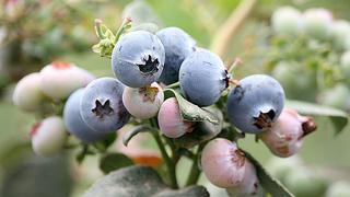 Destrabe de Chavimochic impulsará envíos de berries peruanos, según Mincetur
