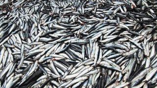 Pesca de anchoveta registra avance de 38% de cuota asignada para primera temporada