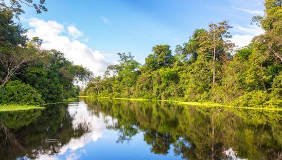 Las organizaciones combinarán en el Amazonas su experiencia para apoyar a los países en su transición hacia una “deforestación-neta-cero” y también contribuirán a que las personas obtengan mejores medios de vida, al tiempo que se preserva el ecosistema.(Foto: shutterstock)