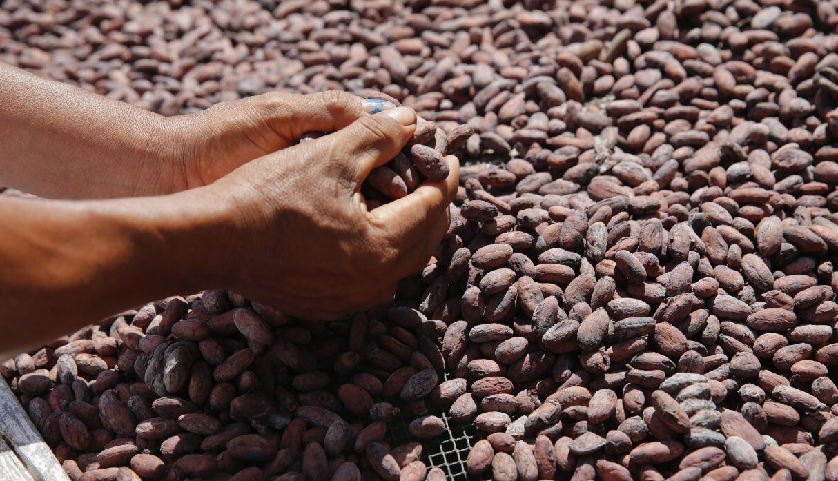 Cocoa, from raw material to forest conservation agent in Ecuador