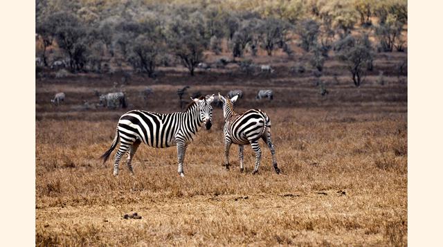 Parque Nacional de Hell's Gate, Kenia. El Hell's Gate es el único Parque Natural de Kenia en el que está permitido hacer un safari a pie o en bicicleta. Así podrás estar verdaderamente cerca de todos esos animalitos que retrataban en El Rey León