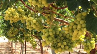 Perú es el tercer proveedor de uvas frescas de EE.UU.: Este es el perfil del consumidor