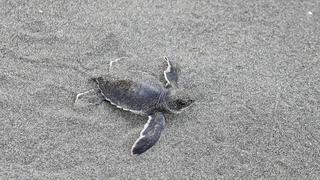 El aumento del nivel del mar pone en jaque el futuro de las tortugas marinas