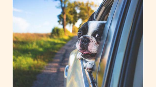 FOTO 10 | Seguramente piensas que es divertido llevar a tu perrito en las piernas mientras conduces, pero es un gran peligro: puede ponerse nervioso, bajarse al piso y jugar entre tus pies y, en caso de un choque, convertirse en un proyectil que saldrá vo