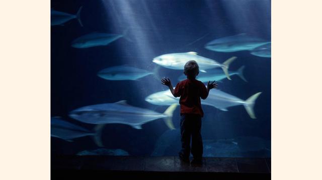 Two Oceans Aquarium, Ciudad del Cabo Central, Sudáfrica. “Two Oceans aquarium en Cape Town educativo lugar”