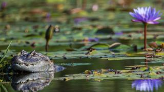 El mundo perdió casi 70% de la fauna salvaje desde 1970, según WWF   