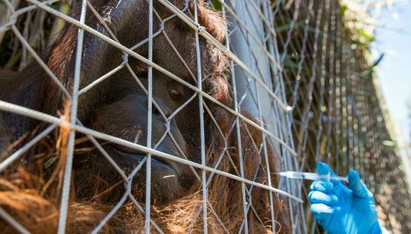 Varias especies de simios y de grandes felinos tienen más posibilidades de contagiarse, según informes de varios zoológicos. (Foto: AFP)