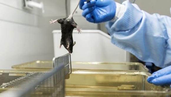 Un técnico manipula un ratón en un laboratorio en China. (Foto: Bloomberg)